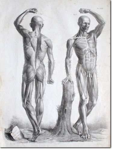 MORGARI. Anatomia umana. 1837